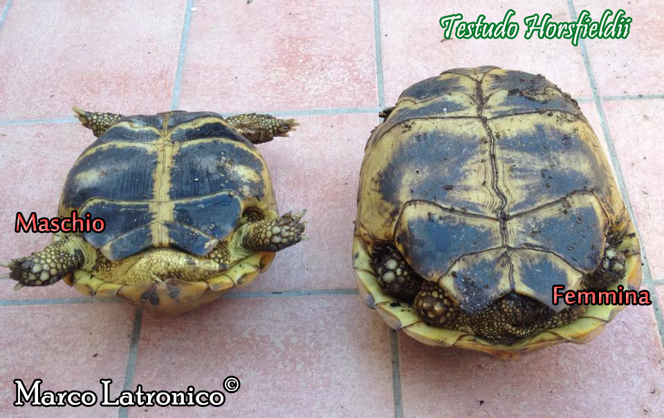 Foto Tartarughe Di Terra Maschio E Femmina