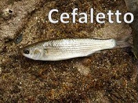Cefaletto