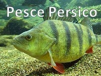 Pesce Persico