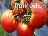 Pomodori