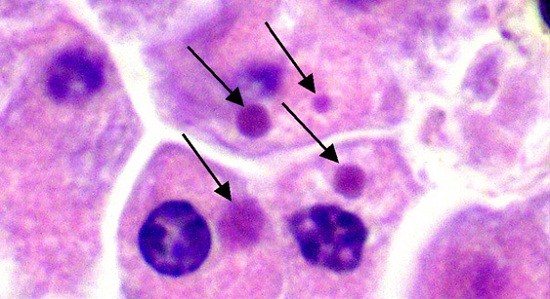 interno di cellula con ranavirus