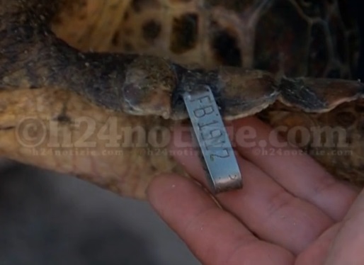 tartaruga formia microchip
