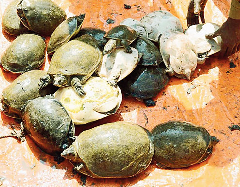 sequestro 5000 tartarughe bangladesh