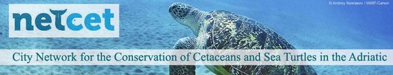 Netcet per la salvaguardia delle tartarughe marine