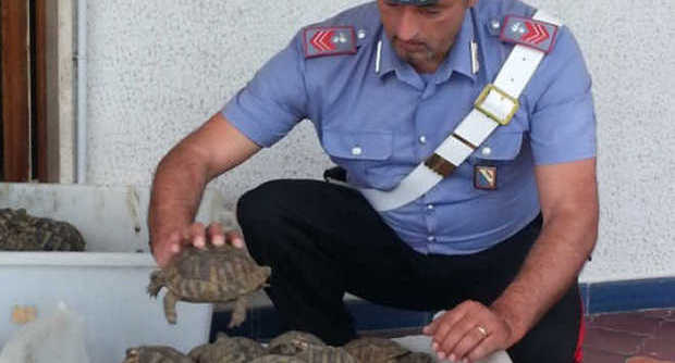 541 tartarughe sequestro cimitile