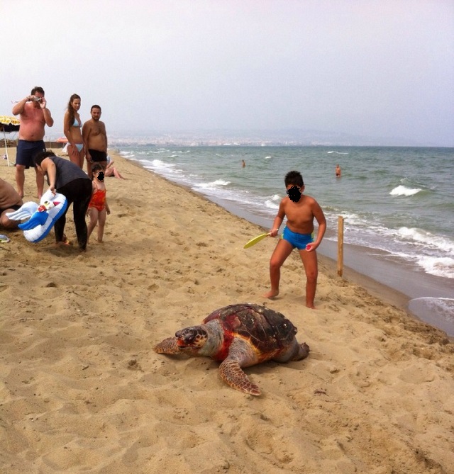 tartaruga morta spiaggiata catania