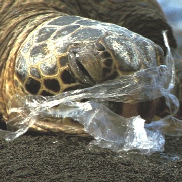 I divieti sui sacchetti di plastica funzionano?