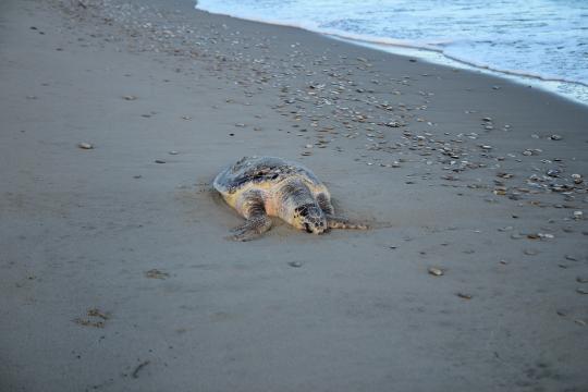 tartaruga spiaggiata adriatico