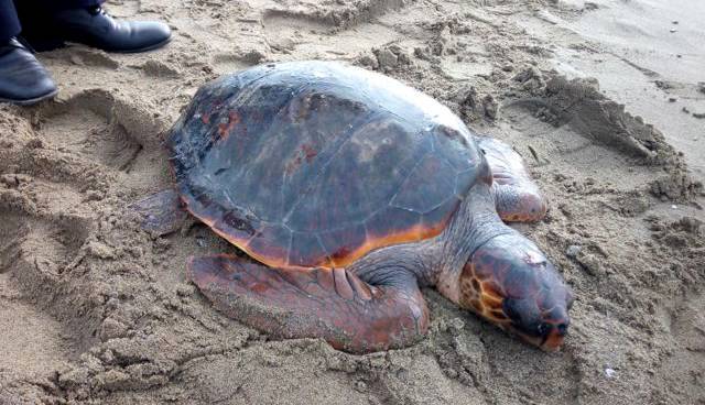 tartaruga spiaggiata principina grosseto
