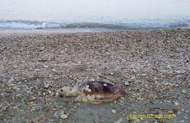 tartarughe marine spiaggiate civitanova
