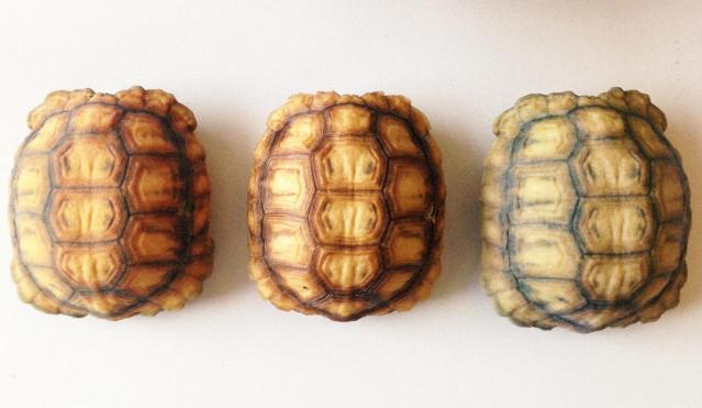 gusci esca 3D tartaruga del deserto