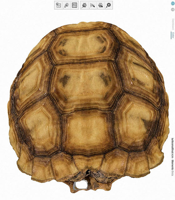 guscio 3D tartaruga del deserto