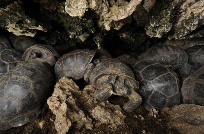 nationalgeographic tartarughe nelle grotte