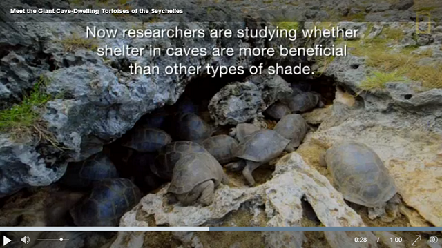 nationalgeographic tartarughe nelle grotte video