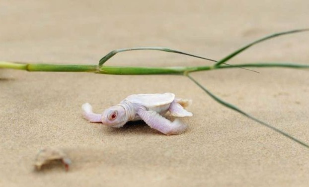 tartaruga albina nata australia