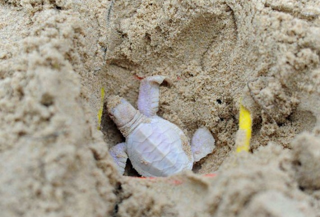 tartaruga albina nido australia