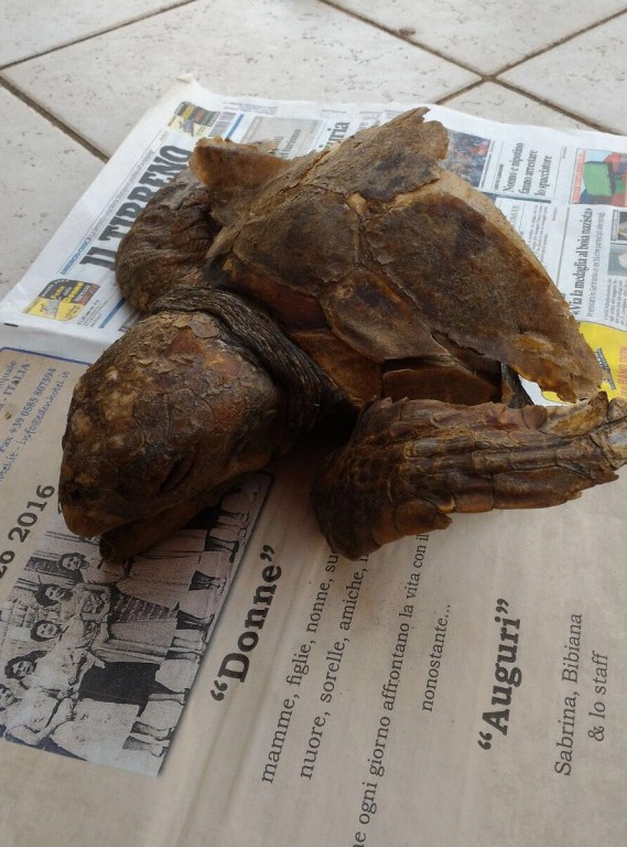 tartaruga caretta a pezzi toscana