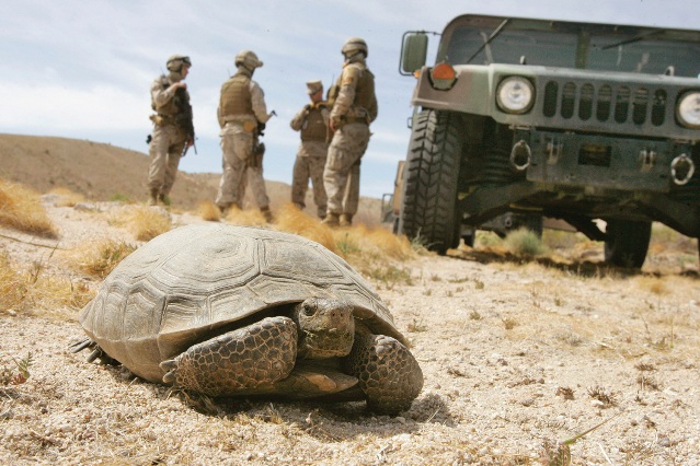 tartarughe deserto mojave marines