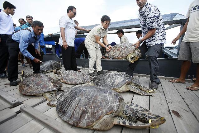 contrabbando tartarughe verdi indonesia