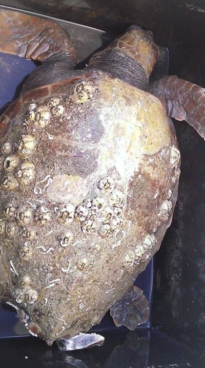 tartaruga spiaggiata ferita molfetta