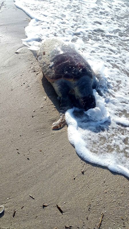 tartarughe spiaggiate morte brindisino