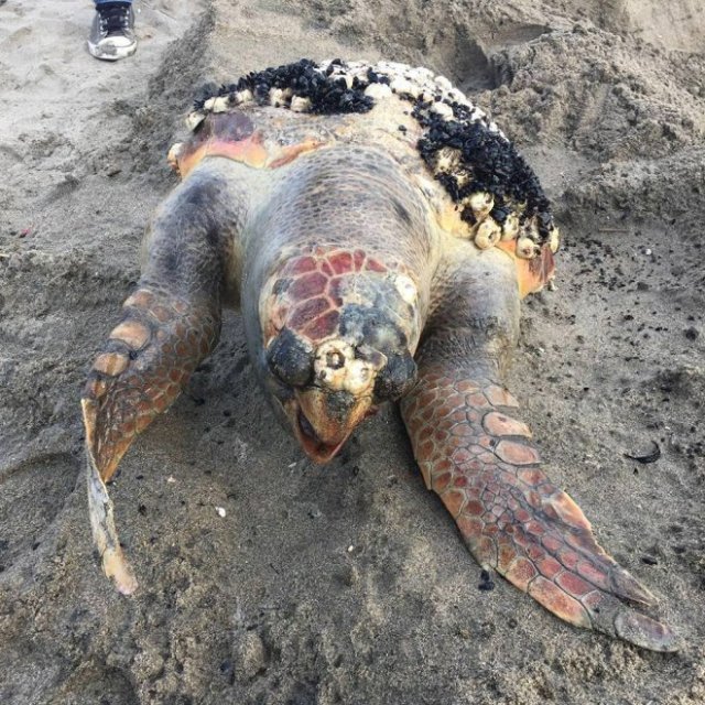 Caretta morta rodolfo beach