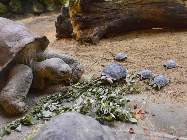 nigrita mamma tartaruga zoo