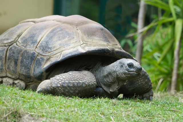 Schürli pronostici europei