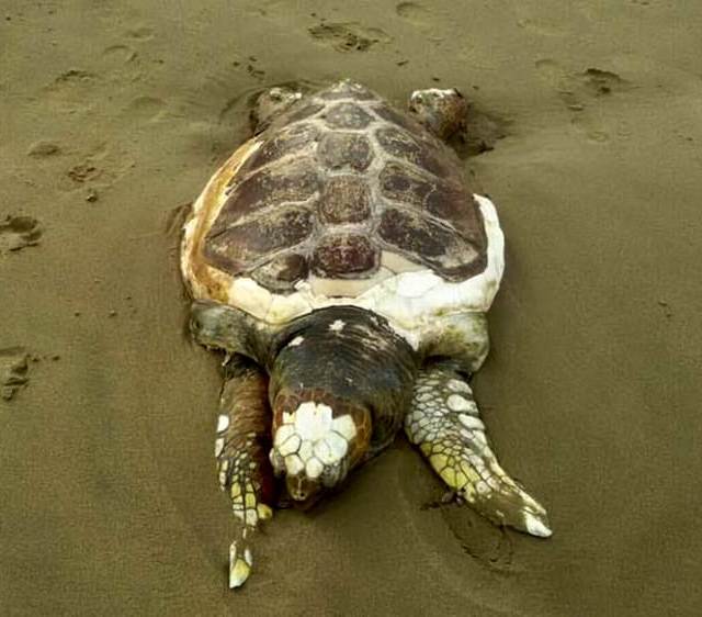 caretta morta Torvajanica