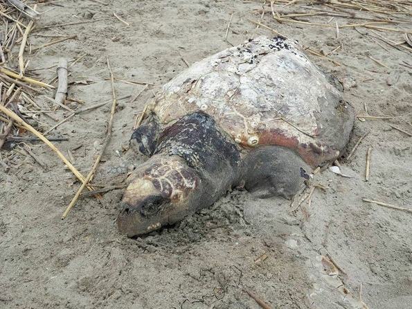 caretta spiaggiata morta manfredonia