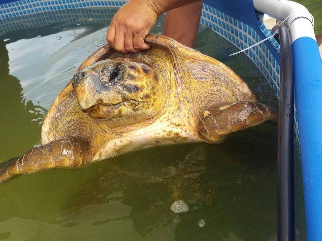 lucky tartaruga piscina lebano