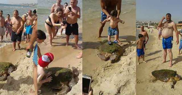 tartaruga libano selfie
