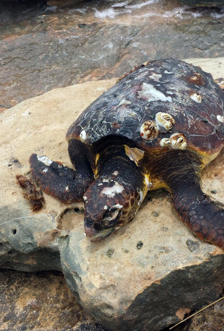 tartaruga morta Maruggio