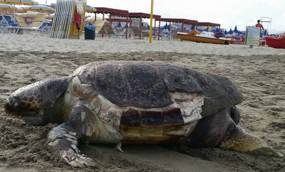 tartaruga morta lido camaiore