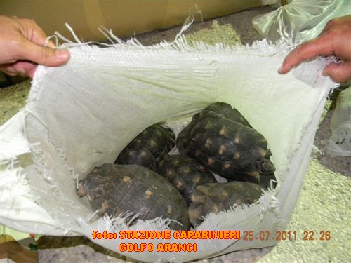 tartarughe sequestro golfo aranci