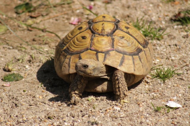 testudo pronostici europei