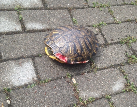 trachemys ferita balcone