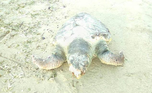 Tartaruga spiaggiata Sterpeto