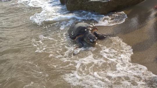 tartaruga spiaggiata campomarino lido