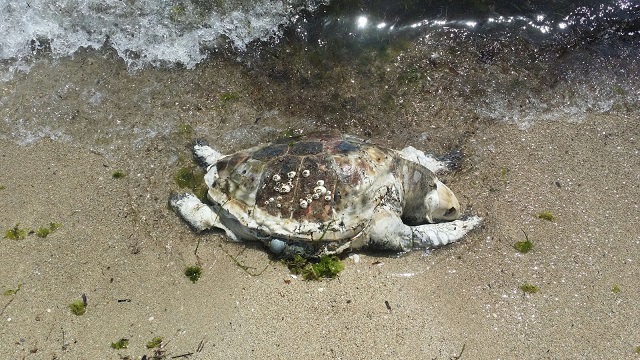 tartaruga spiaggiata san vito