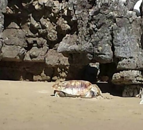 tartaruga spiaggiata serapo