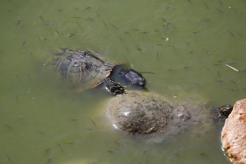 tartarughe villa ada lago