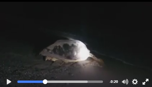 video deposizione tartaruga camerota