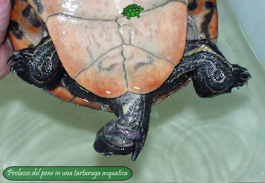 Il sesso delle tartarughe terrestri | VIRIDEA