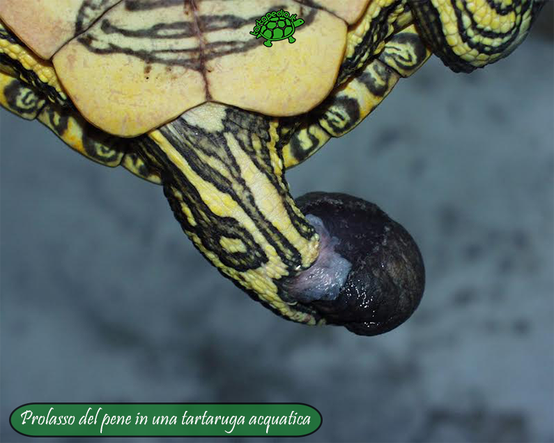 Prolasso del pene nelle tartarughe - Tartapedia : Tartapedia