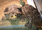 014-malaclemys-terrapin-pileata-warradjan-turtle