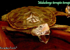019-malaclemys-terrapin-terrapin-warradjan-turtle