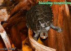 020-malaclemys-terrapin-terrapin-warradjan-turtle
