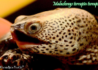 021-malaclemys-terrapin-terrapin-warradjan-turtle