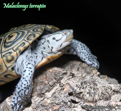 000.malaclemys-terrapin-colin-langenderfer